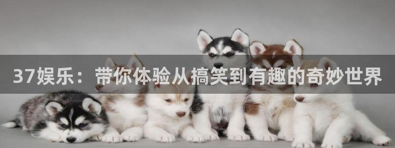 新城平台：37娱乐：带你体验从搞笑到有趣的奇妙世界